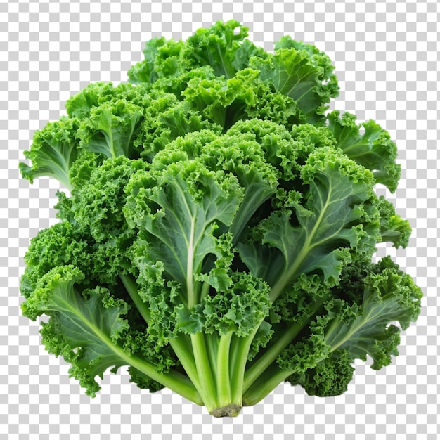 Fresh kale Isolated on transparent background