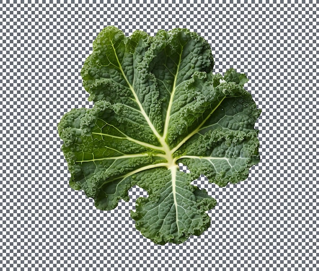 Fresh kale leaf isolated on a transparent background