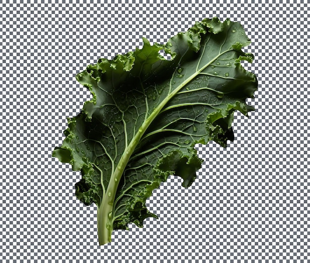 Fresh kale leaf isolated on a transparent background