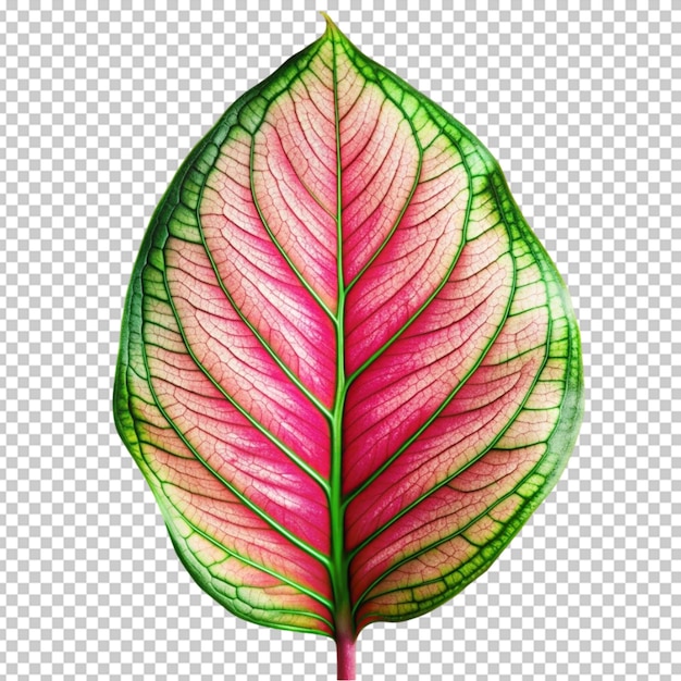 Fresh leaf isolated on transparent background