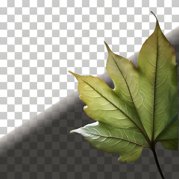 Fresh leaf for your item designs