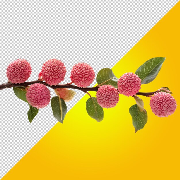 PSD fresh lychee fruits with leaves for culinary and dietary uses