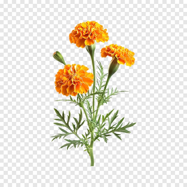 Fresh marigold or tagetes erecta flower isolated on a transparent background