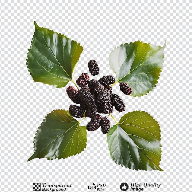 PSD fresh mulberry with leaves isolated on transparent background