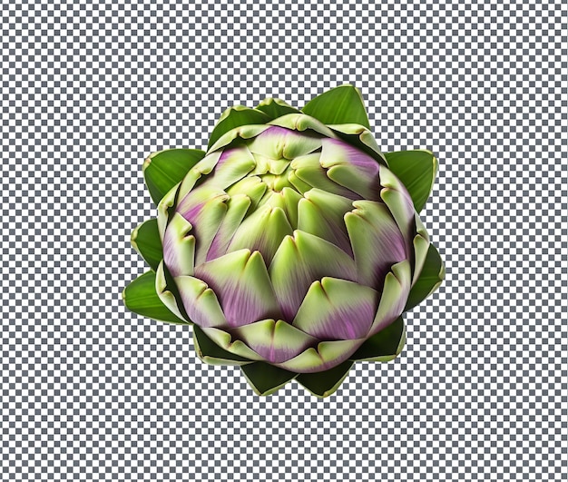 Fresh Omaha Artichoke isolated on transparent background