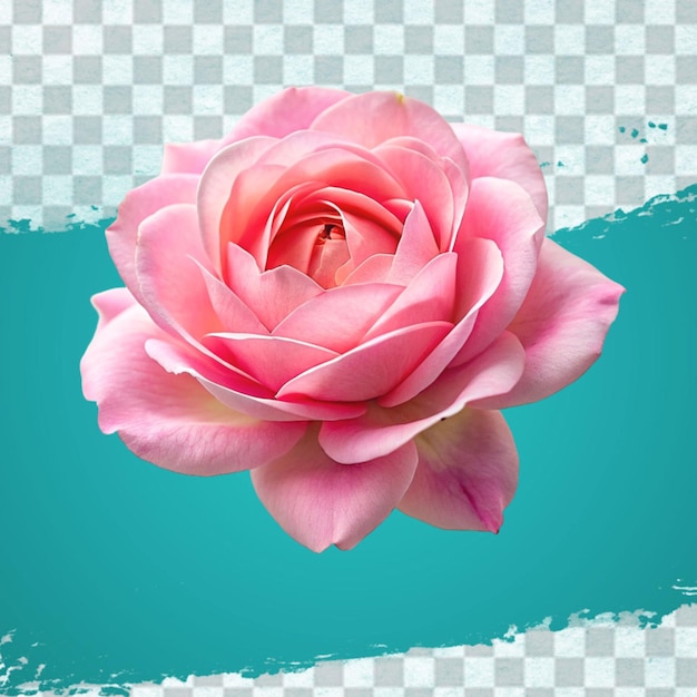 Fresh pink rose isolated on transparent background