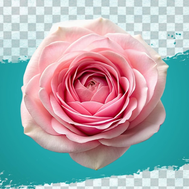 Fresh pink rose isolated on transparent background