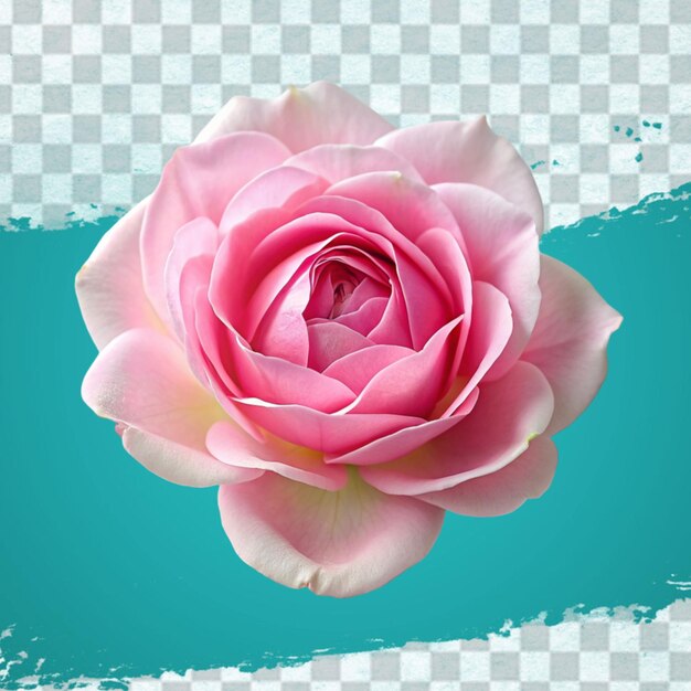 Fresh pink rose isolated on transparent background