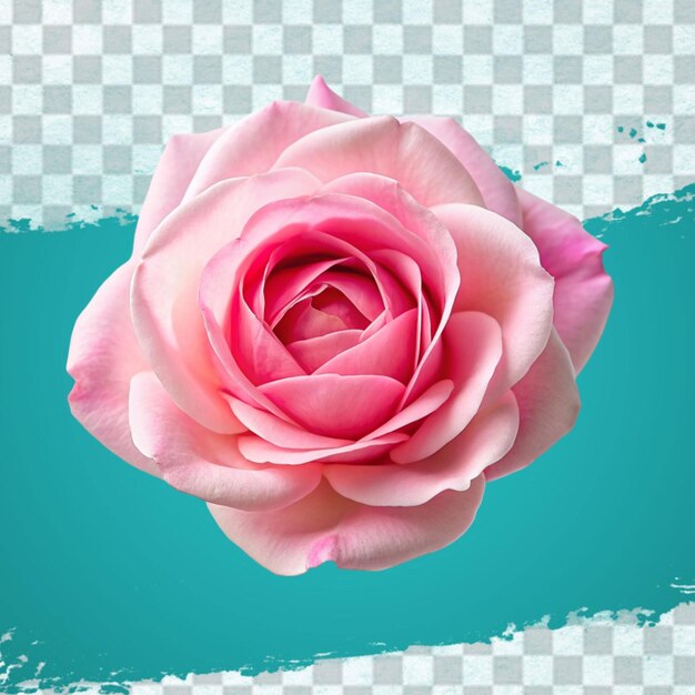 Fresh pink rose isolated on transparent background