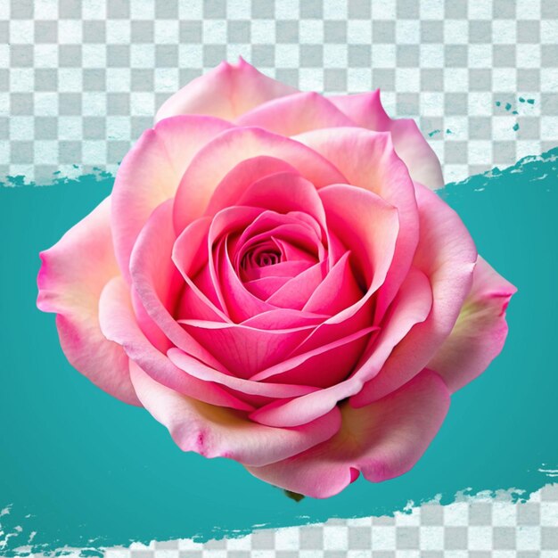 Fresh pink rose isolated on transparent background