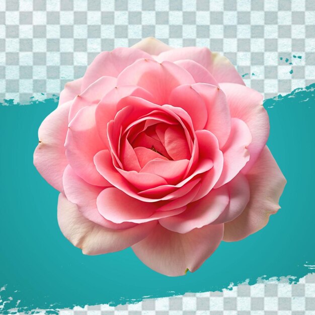 Fresh pink rose isolated on transparent background