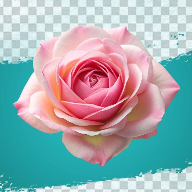 Fresh pink rose isolated on transparent background