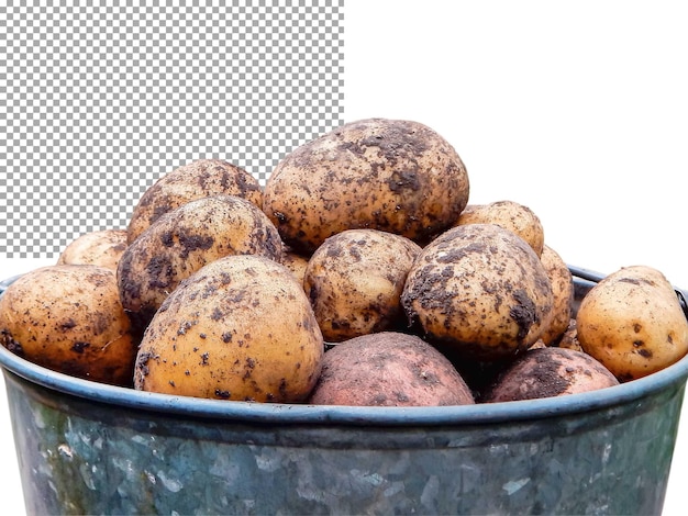 Fresh potatoes in a bucket on a transparent background The concept of gardening agriculture