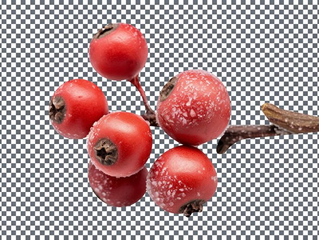 PSD fresh powdery hawthorn with stem on transparent background