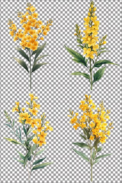 PSD fresh prairie goldenrod flowers bright and cheerful hyperrealistic isolated png with clear transpa