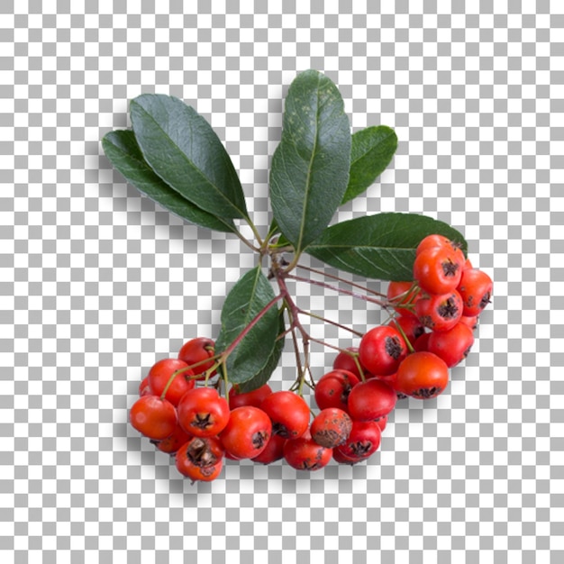 Fresh red berries decoration for your project ornament design