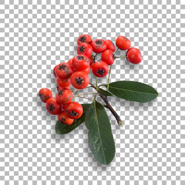 Fresh red berries decoration for your project ornament design