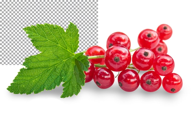 Fresh red currant berry isolated on transparent background