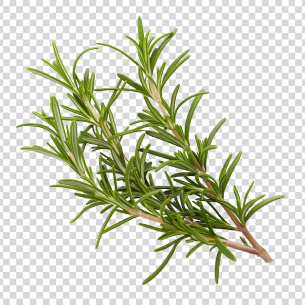 Fresh rosemary sprig isolated on a transparent background