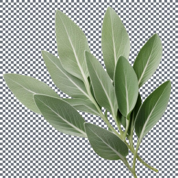 Fresh sage leaves