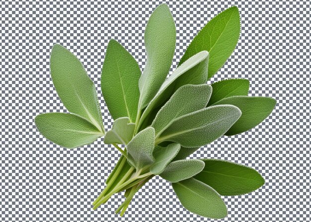 Fresh sage leaves