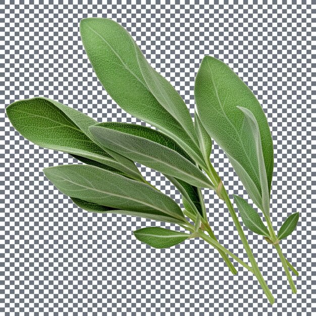 Fresh sage leaves