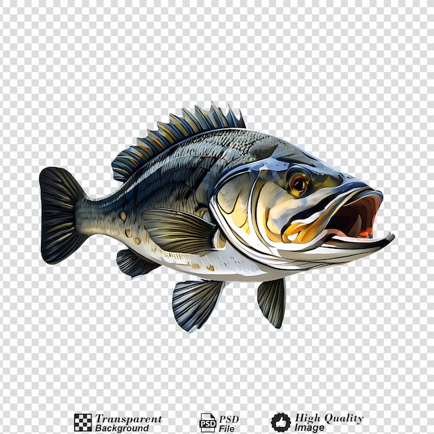 fresh sea bass fish isolated on transparent background