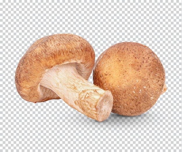 Fresh Shiitake mushroom isolated Premium PSD