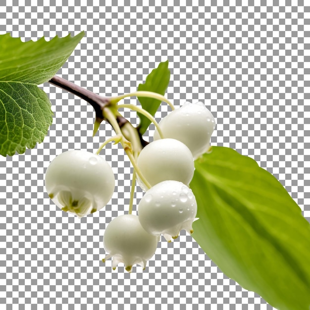 Fresh snowberries isolated on transparent background