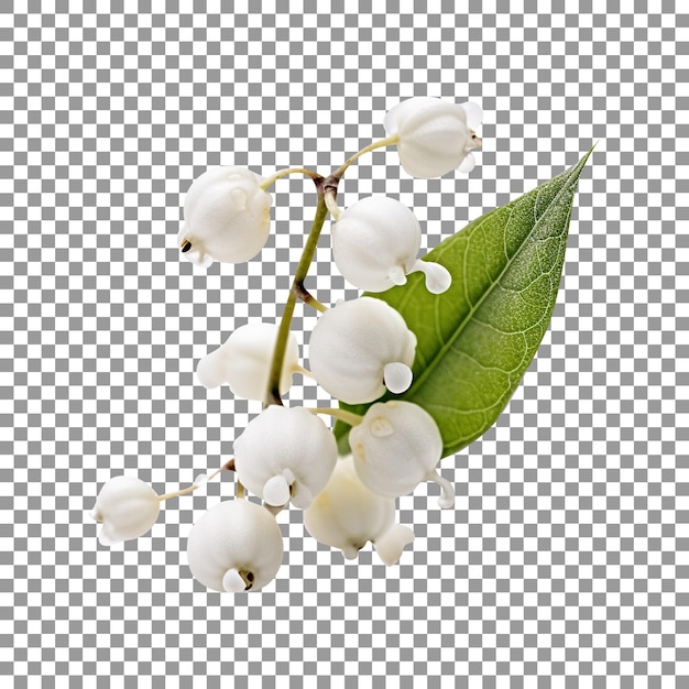 Fresh snowberries isolated on transparent background