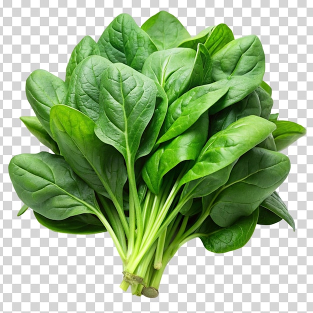 Fresh spinach isolated on Transparent background