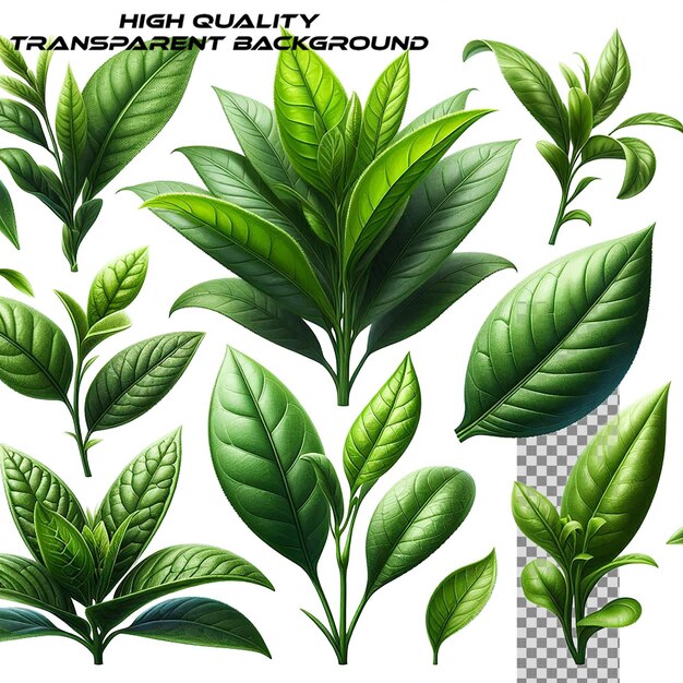 Fresh tea leaf isolated on transparent background