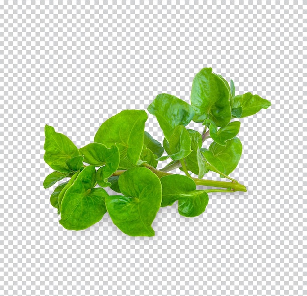 Fresh watercress isolated Premium PSD