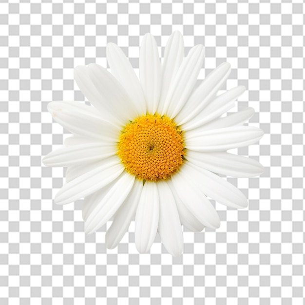 A fresh white daisy flowers png