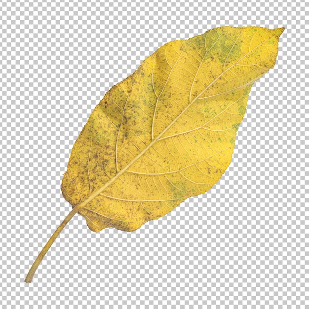 Fresh yellow ficus hispida leaf isolated rendering