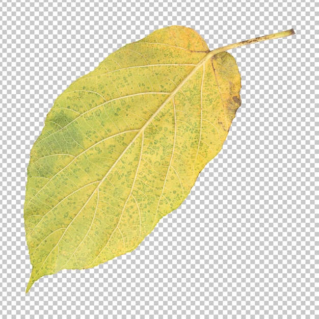 Fresh yellow ficus hispida leaf isolated rendering