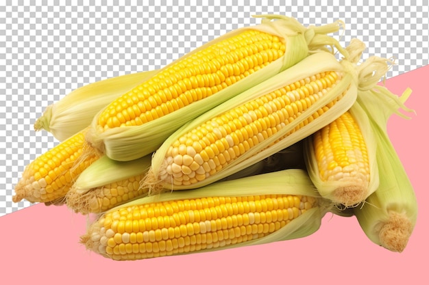 Freshly picked corn isolated object transparent background