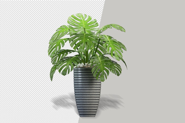 Front view of plant in pot in 3d rendering