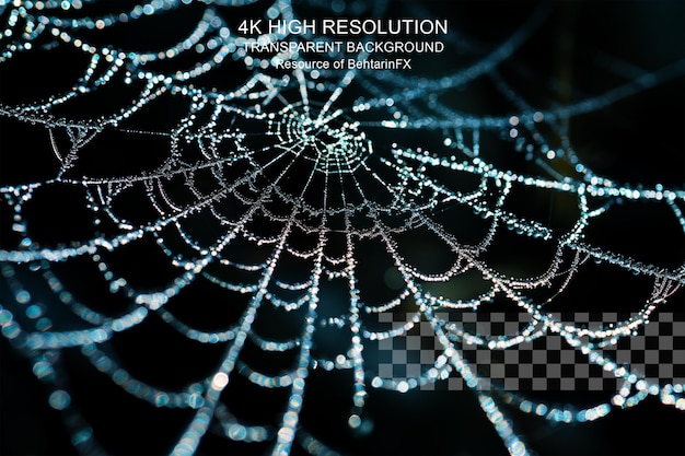 Frozen spider web covered with small ice crystals on transparent background