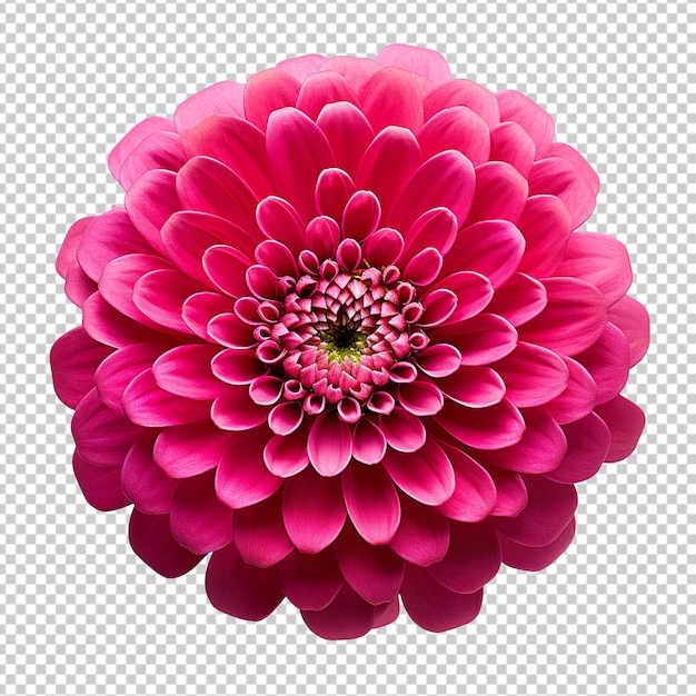 Fuchsia pink zinnia flower isolated on transparent background