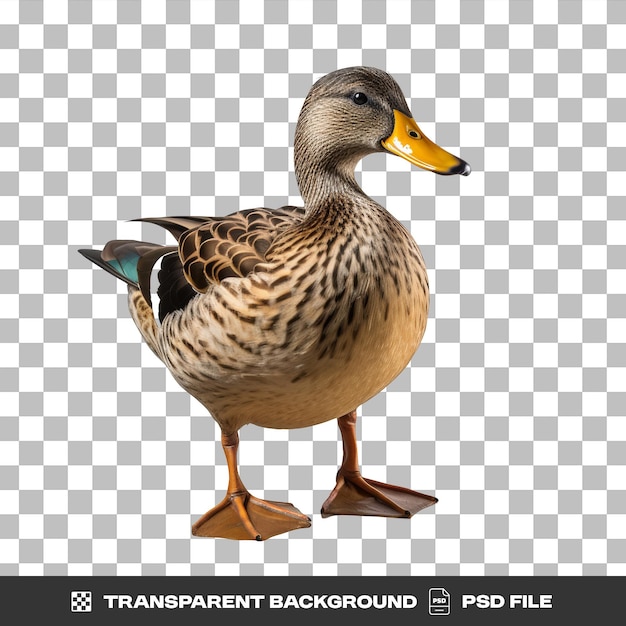 PSD a full body duck with a transparent background png