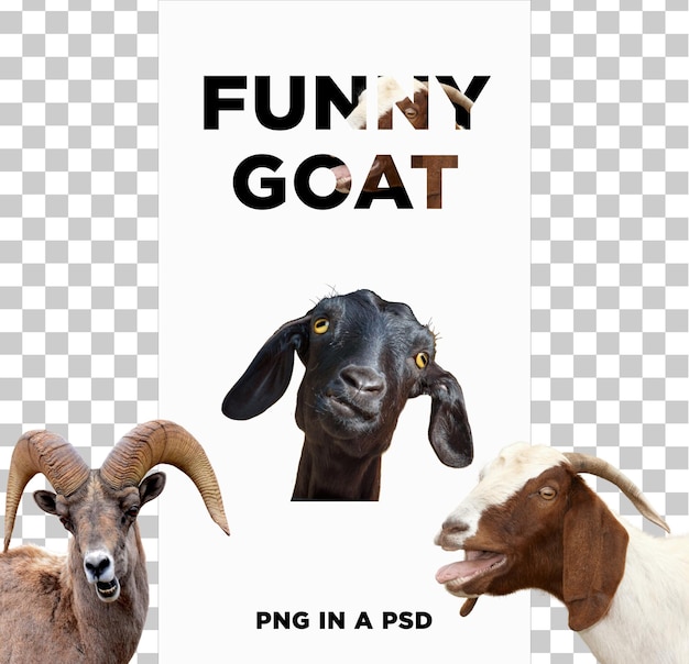 FUNNY GOAT PNG IN A PSD