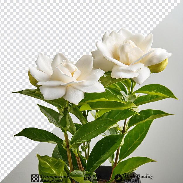 PSD gardenia flower isolated on transparent background