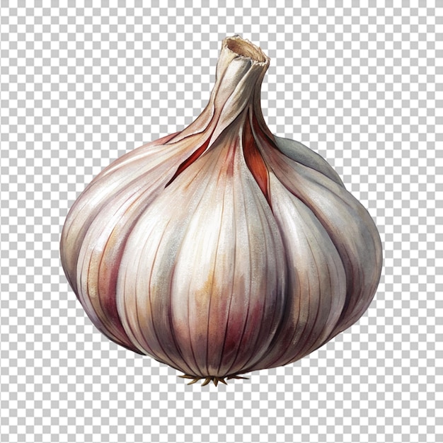 garlic isolated on white background