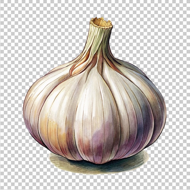 garlic isolated on white background