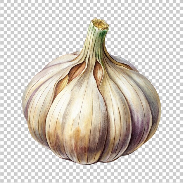 garlic isolated on white background