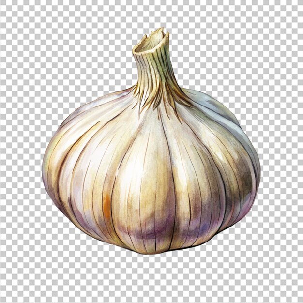 garlic isolated on white background