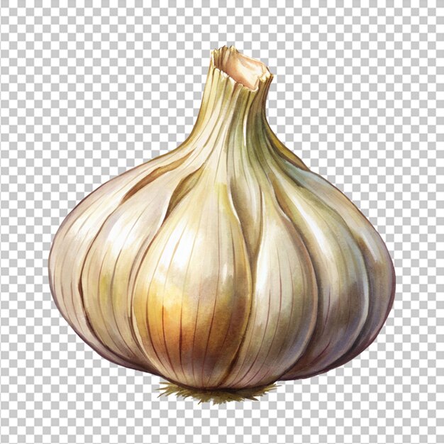 garlic isolated on white background