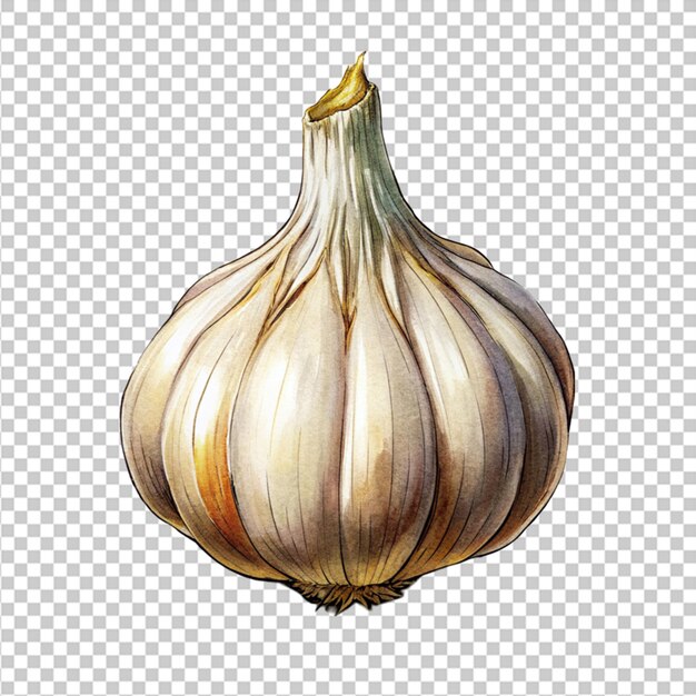 garlic isolated on white background