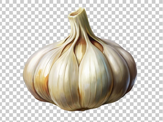 Garlic on the table